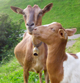 Ferien auf dem Bauernhof